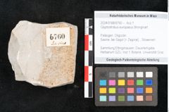 Foto (Objekt + Etikett) von Glyptostrobus europaeus Brongniart (NHMW-GEO-2024-0188-6760)